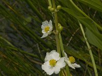 Sagittaria latifolia 3, Breed pijlkruid, Saxifraga-Jan van der Straaten